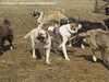 Esempio di branco di cani da pastore a custodia di un gregge